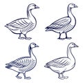 Black and white goose bird illustrations in clean line art style with side profile and elegant feather texture Royalty Free Stock Photo