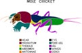 Diagram of the body parts of the mole cricket. Educational material about the external structure of the mole cricket insect Royalty Free Stock Photo