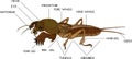 Structure of mole cricket insect for biology lesson Royalty Free Stock Photo