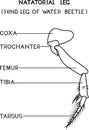 Coloring page with structure of natatorial leg (hind leg of water beetle) Royalty Free Stock Photo