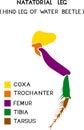 Diagram of natatorial leg. Structure of hind leg of water beetle Royalty Free Stock Photo