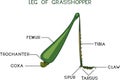 Structure of saltatorial leg of grasshopper Royalty Free Stock Photo