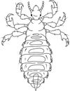 Coloring page with male head louse (Pediculus humanus) Royalty Free Stock Photo