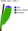 Diagram of the structure of head louse egg (nit) attached to a hair. Royalty Free Stock Photo