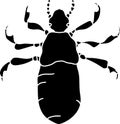 Black silhouette of nymph head louse (Pediculus humanus) Royalty Free Stock Photo