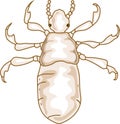 1st instar nymph head louse (Pediculus humanus) insect Royalty Free Stock Photo