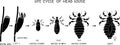 Black silhouette of life cycle of head louse (Pediculus humanus) insect isolated on white background. Royalty Free Stock Photo