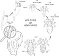 Coloring page with life cycle of head louse (Pediculus humanus) insect. Royalty Free Stock Photo