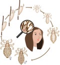 Life cycle of head louse (Pediculus humanus) insect . Growth stages from louse egg (nit) to adult insect Royalty Free Stock Photo