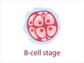 Zygote 8-cell stage Royalty Free Stock Photo