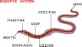Scheme of digestive system of earthworm Royalty Free Stock Photo