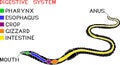 Scheme of digestive system of earthworm Royalty Free Stock Photo