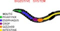 Scheme of digestive system of earthworm Royalty Free Stock Photo