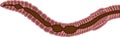Scheme of digestive system of earthworm Royalty Free Stock Photo
