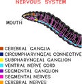 Scheme of nervous system of earthworm Royalty Free Stock Photo