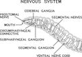 Coloring page with scheme of nervous system of earthworm Royalty Free Stock Photo