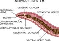 Scheme of nervous system of earthworm Royalty Free Stock Photo