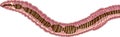 Scheme of nervous system of earthworm Royalty Free Stock Photo