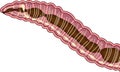 Scheme of nervous system of earthworm Royalty Free Stock Photo