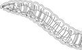 Coloring page with scheme of nervous system of earthworm Royalty Free Stock Photo