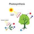 illustration of biology, Photosynthesis, teaching poster with the process of cellular respiration Royalty Free Stock Photo