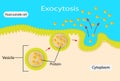 illustration of biology, Exocytosis, Fusion of secretory vesicles with the plasma membrane Royalty Free Stock Photo