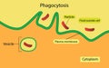 illustration of biology, Phagocytosis is the process Royalty Free Stock Photo