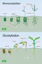 illustration of biology, Growth of monocotyledon and dicotyledonous plants, patterns of change in seed Royalty Free Stock Photo