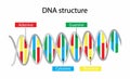 DNA structure consists of two strands of nucleotides that are held together by hydrogen bonds Royalty Free Stock Photo