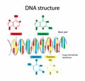 illustration of biology, DNA structure consists of two strands of nucleotides Royalty Free Stock Photo