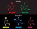 illustration of chemistry, Purines and Pyrimidines models, Nucleotides Royalty Free Stock Photo