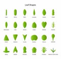 illustration of biology and plant kingdom, Leaf bases, Morphology of Leaf Royalty Free Stock Photo