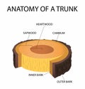 Cross section of a tree, anatomy of a trunk Royalty Free Stock Photo
