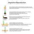illustration of biology, Vegetative reproduction is form of asexual reproduction Royalty Free Stock Photo