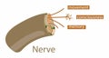 Educational diagram of a human nerve, showing internal structure and functions like movement Royalty Free Stock Photo