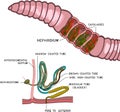 Diagram of excretory system of earthworm with blood vessels (capillaries) lining the nephridia. Royalty Free Stock Photo