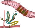 Diagram of excretory system of earthworm with blood vessels (capillaries) lining the nephridia. Royalty Free Stock Photo