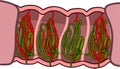 Diagram of excretory system of earthworm with blood vessels (capillaries) lining the nephridia. Royalty Free Stock Photo