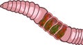 Diagram of excretory system of earthworm with blood vessels (capillaries) lining the nephridia. Royalty Free Stock Photo