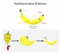 illustration of biology and food science, Nutritional Value of Banana Royalty Free Stock Photo