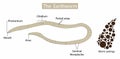 illustration of biology and animal, anatomy of earthworms, Earthworm structure Royalty Free Stock Photo