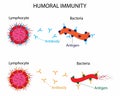illustration of biology, Humoral immunity is also referred to as antibody mediated immunity, Royalty Free Stock Photo