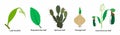 illustration of biology and plant kingdom, leaves of the cactus plants are modified into spine Royalty Free Stock Photo