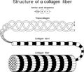 Coloring page with structure of collagen fiber Royalty Free Stock Photo