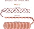 Structure of collagen fiber Royalty Free Stock Photo