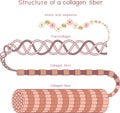 Structure of collagen fiber Royalty Free Stock Photo