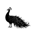 PDetailed Peacock Silhouette with Ornate Plumage and Crest â Black and White Pavo cristatus Vectorrint Royalty Free Stock Photo