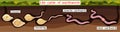 Life cycle of earthworm from juvenile earthworm hatching from cocoon to adult worm Royalty Free Stock Photo