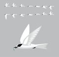 White-Fronted Tern Flying Animation Straight Sequence Cartoon Vector Royalty Free Stock Photo