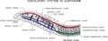 Scheme of circulatory system of earthworm Royalty Free Stock Photo
